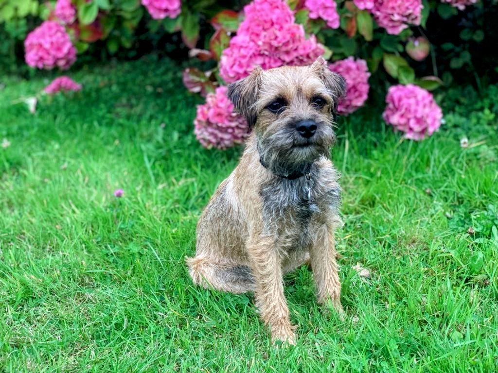 chiens Border Terrier f1cc38aa 3c6b ea64 b98a 03afa8d18718 min~2