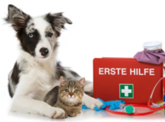 Premiers secours animaliers 2 e1670589273776