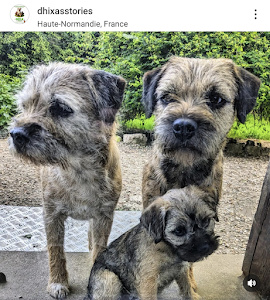 Élevage de border terrier d'Hixa's Stories place picture