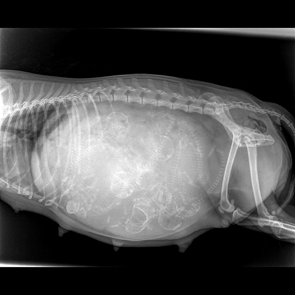 Urka radiographie amelioree