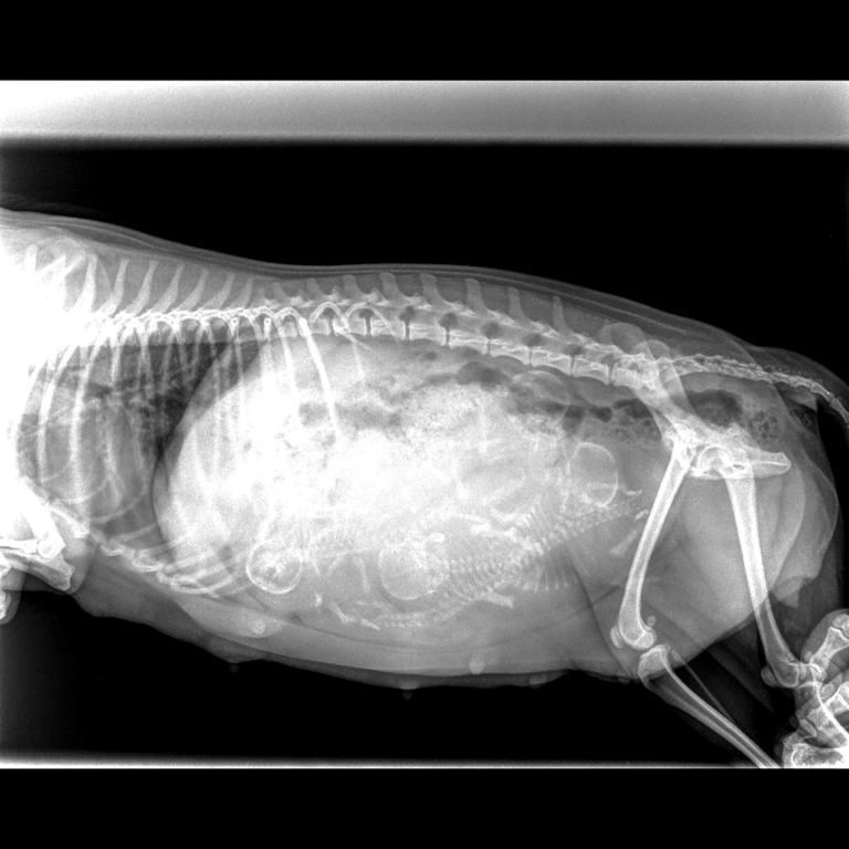 radiographie vilma contraste nettete