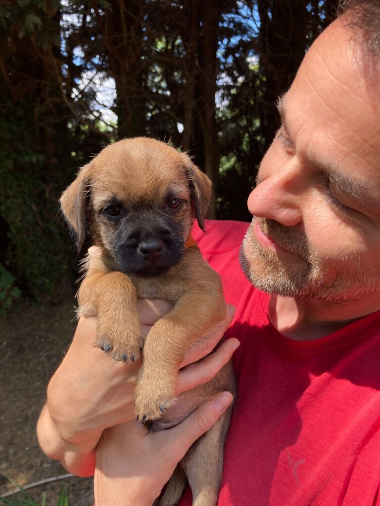 Choisir un chiot Border Terrier : Billy, chiot D'Hixa's Stories choisi à 6 semaines par sa future famille.