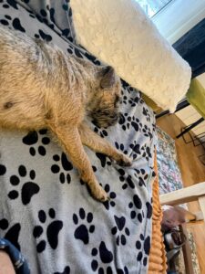 Urka D'Hixa's Stories, Border Terrier retraitée d'élevage, se repose sur le canapé de sa nouvelle famille dans les Yvelines.